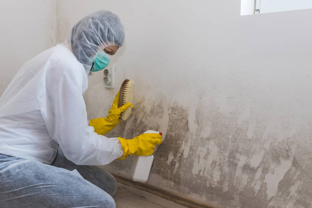Best Asbestos and Lead Testing During Mold Inspection  in Greenville, KY
