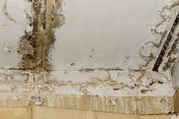 Best Comprehensive Air Testing for Mold Contaminants  in Greenville, KY