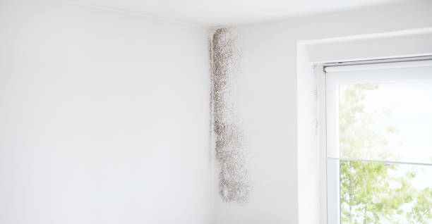 Best Mold Damage Restoration  in Greenville, KY