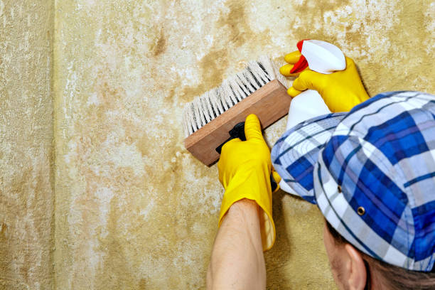 Best Biohazard Mold Removal  in Greenville, KY