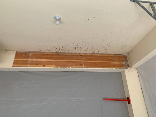Best Mold-Related Health Consultation  in Greenville, KY