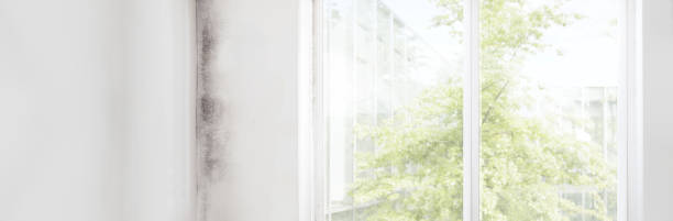 Best Environmental Consulting for Mold Prevention  in Greenville, KY