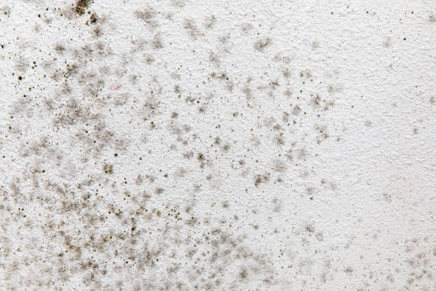Forensic Mold Investigation in Greenville, KY