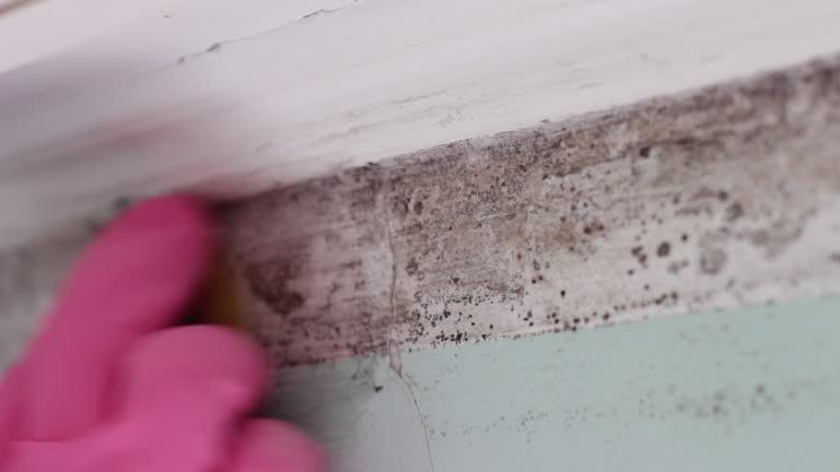 Best Basement Mold Removal  in Greenville, KY